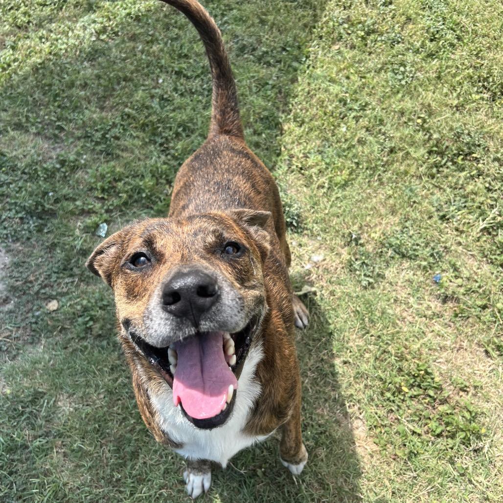 Toochee, Adoptable, Adult Male Terrier & Mixed Breed.