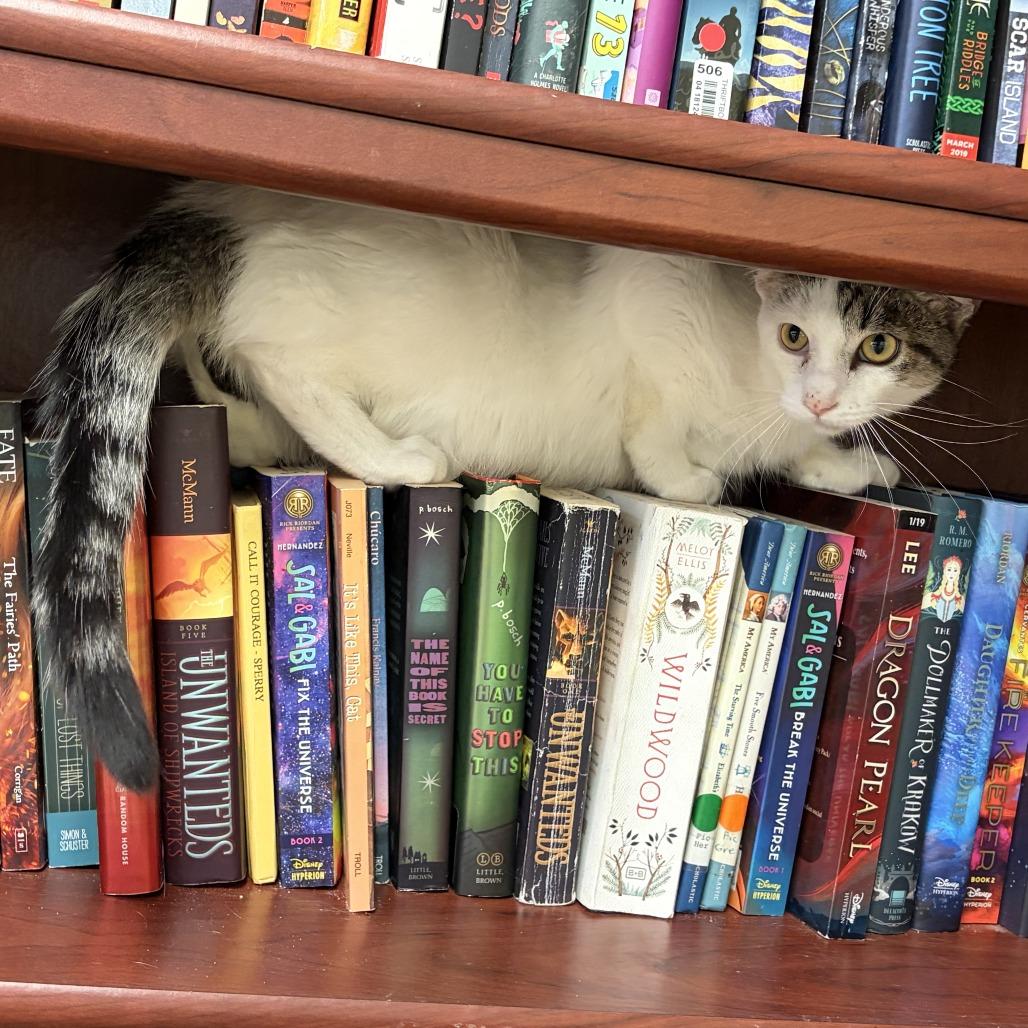 Enlarge Ken, a Adoptable Domestic Short Hair in Bloomington, IL image 1/6