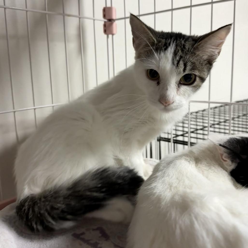 Ken, Adoptable, Young Male Domestic Short Hair.