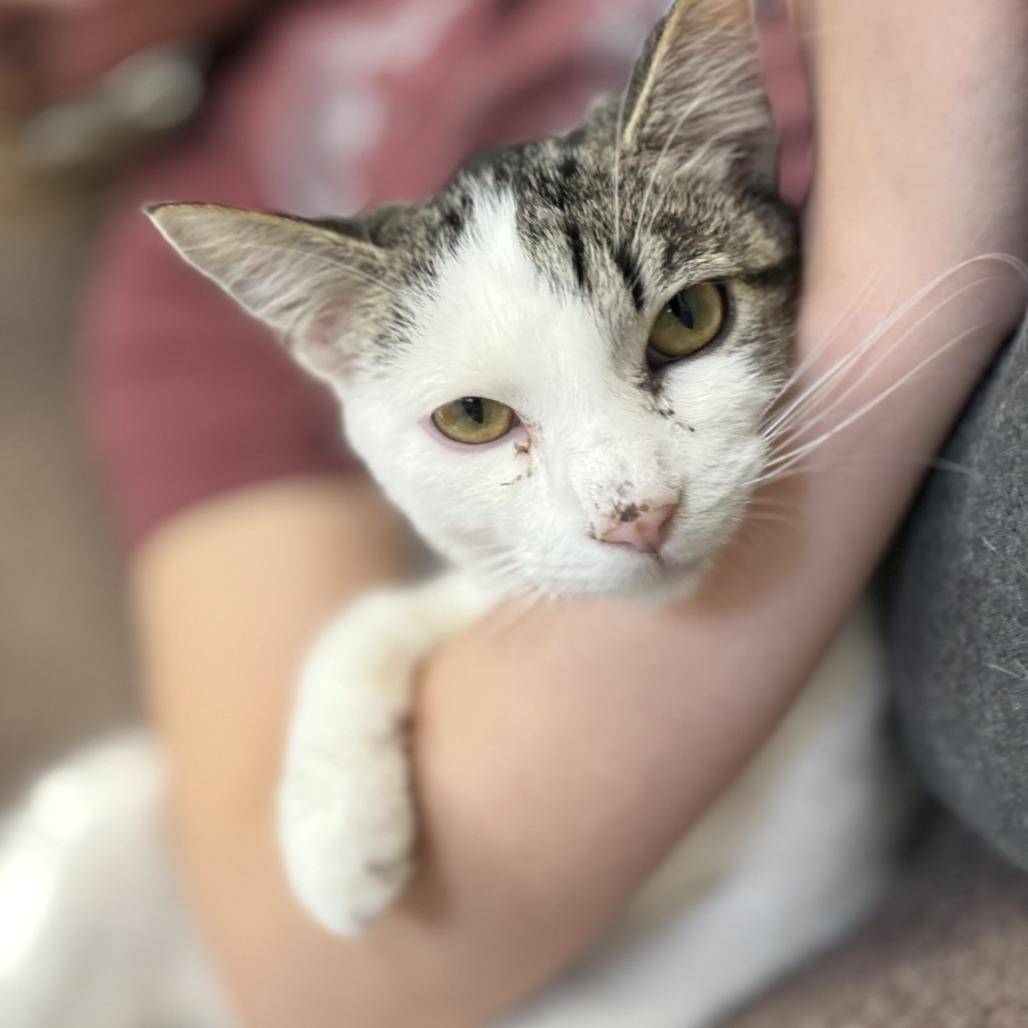 Enlarge Ken, a Adoptable Domestic Short Hair in Bloomington, IL image 3/6