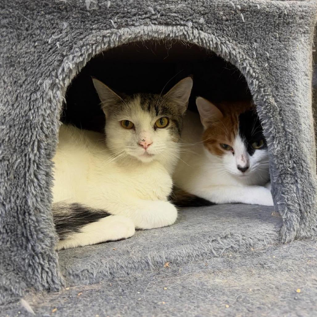 Enlarge Ken, a Adoptable Domestic Short Hair in Bloomington, IL image 4/6