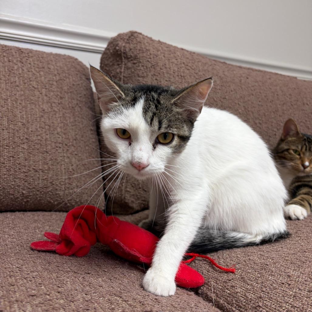 Enlarge Ken, a Adoptable Domestic Short Hair in Bloomington, IL image 2/2