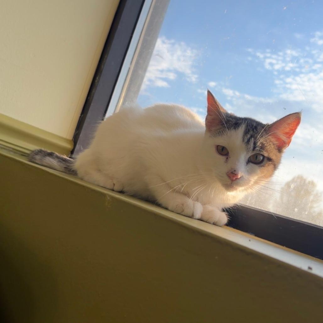 Enlarge Ken, a Adoptable Domestic Short Hair in Bloomington, IL image 6/6