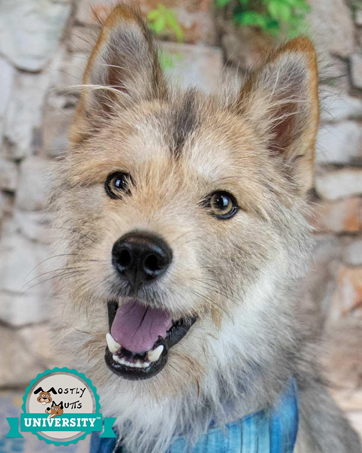 Ember, adoptable, Adult Male Terrier.