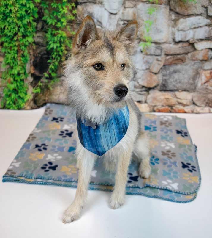 Enlarge Ember, an adoptable mixed breed in Kennesaw, GA image 2/6