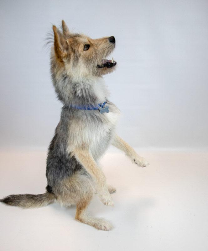 Enlarge Ember, an adoptable mixed breed in Kennesaw, GA image 5/6