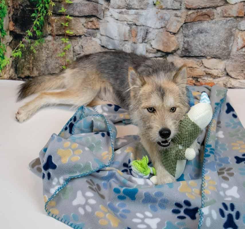 Enlarge Ember, an adoptable mixed breed in Kennesaw, GA image 3/6