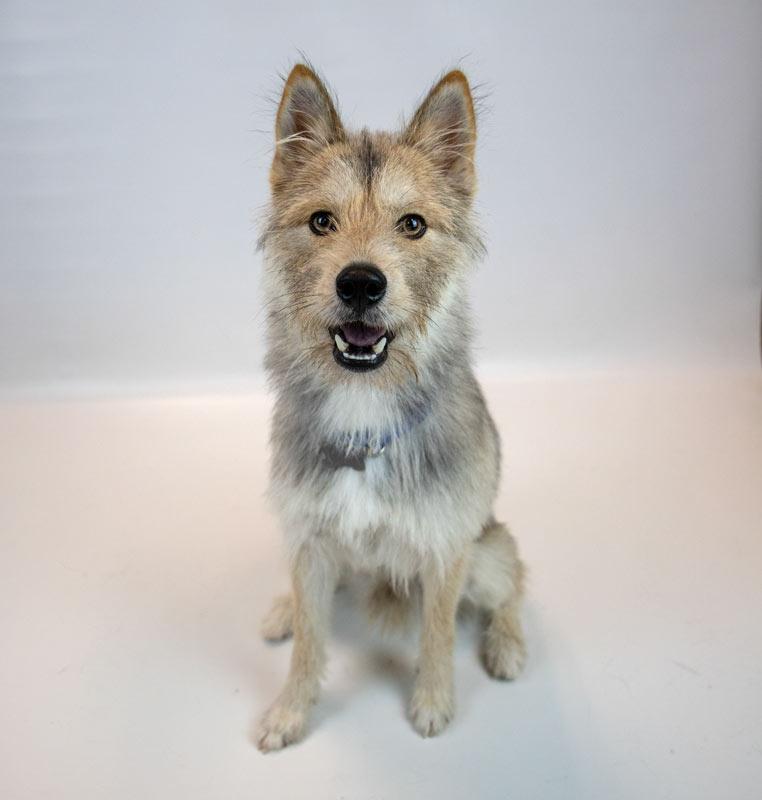 Enlarge Ember, an adoptable mixed breed in Kennesaw, GA image 6/6