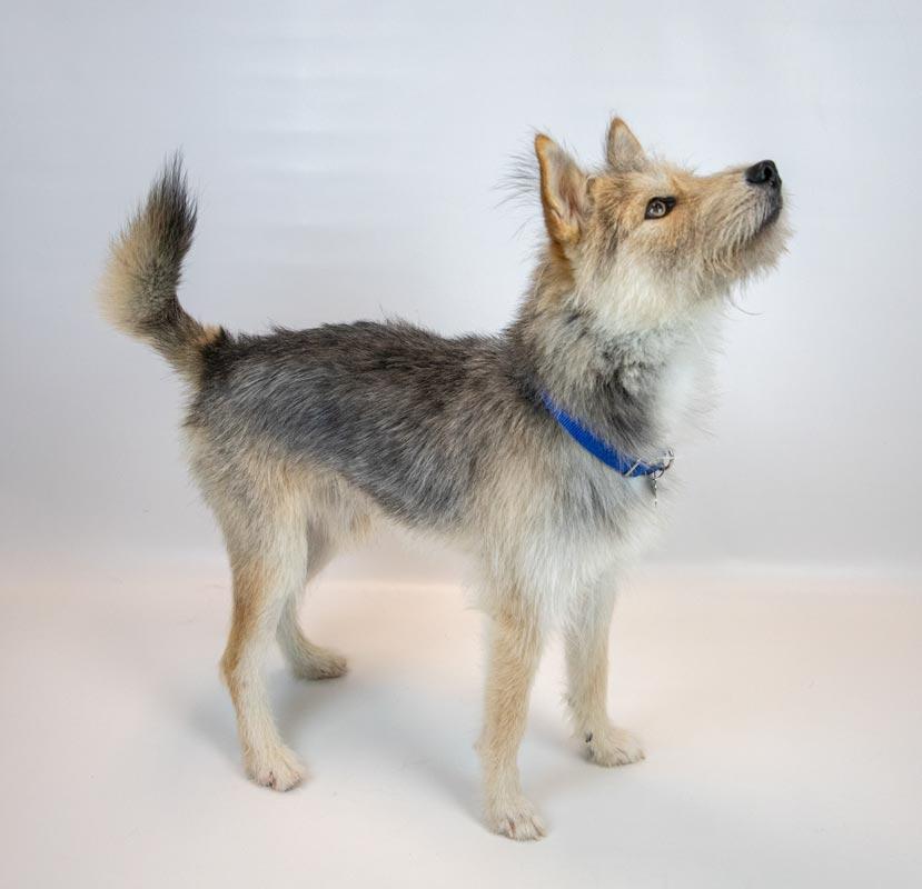 Enlarge Ember, an adoptable mixed breed in Kennesaw, GA image 4/6