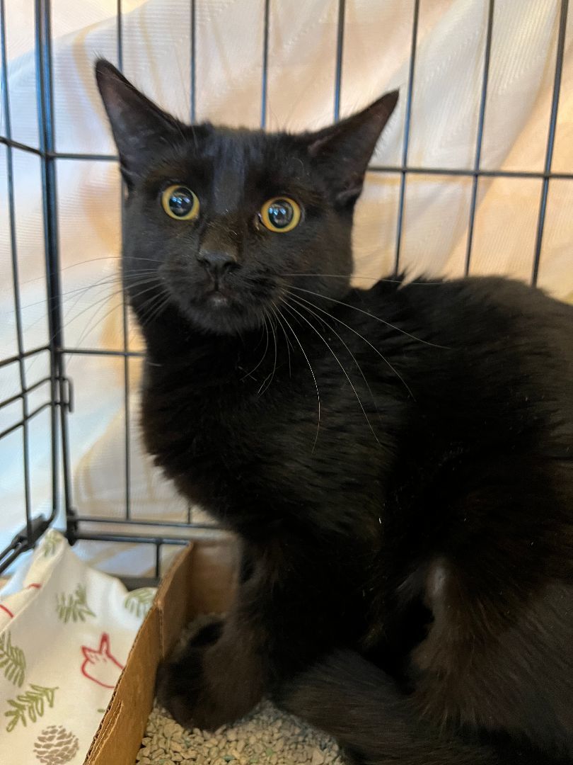 Nyx, Adoptable, Kitten Female Domestic Short Hair.