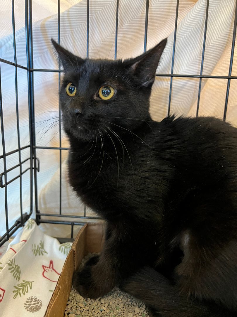 Nyx, a Adoptable Domestic Short Hair in Mokena, IL image 2/2