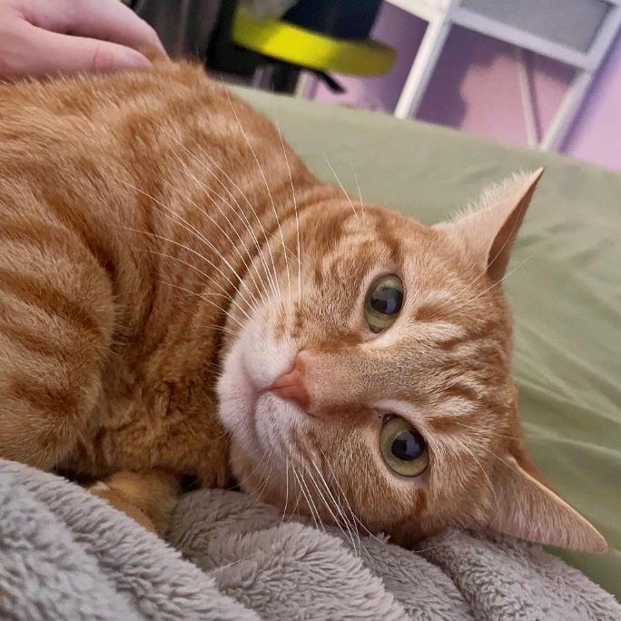 Nico (and Snowball), Adoptable, Adult Male Tabby & Domestic Short Hair.