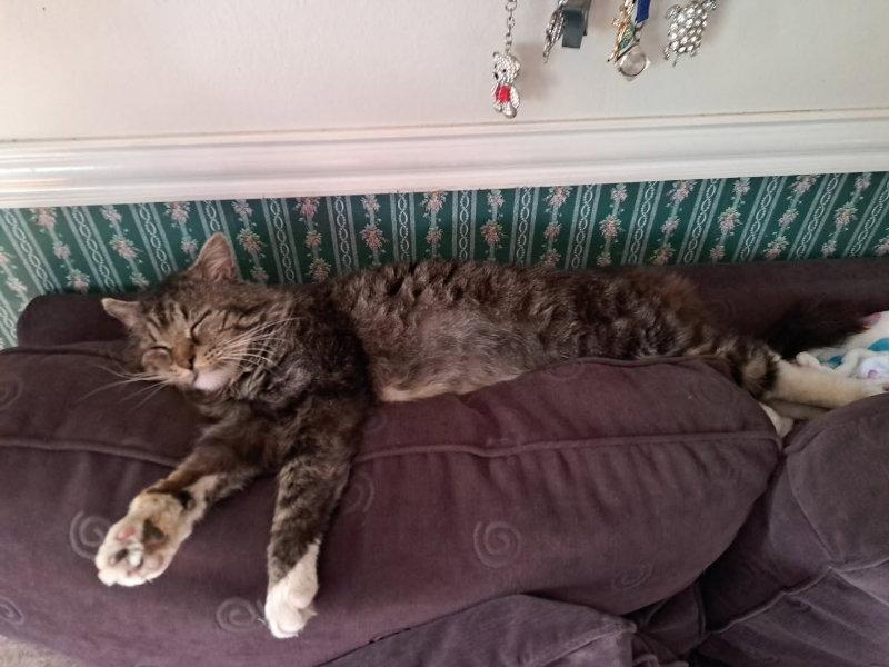 Bandit, Adoptable, Young Male Domestic Medium Hair.