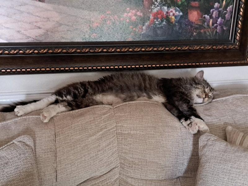 Enlarge Bandit, a Adoptable Domestic Medium Hair in McKinney, TX image 2/3