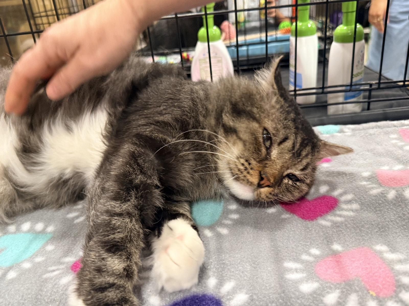 Enlarge Bandit, a Adoptable Domestic Medium Hair in McKinney, TX image 3/3