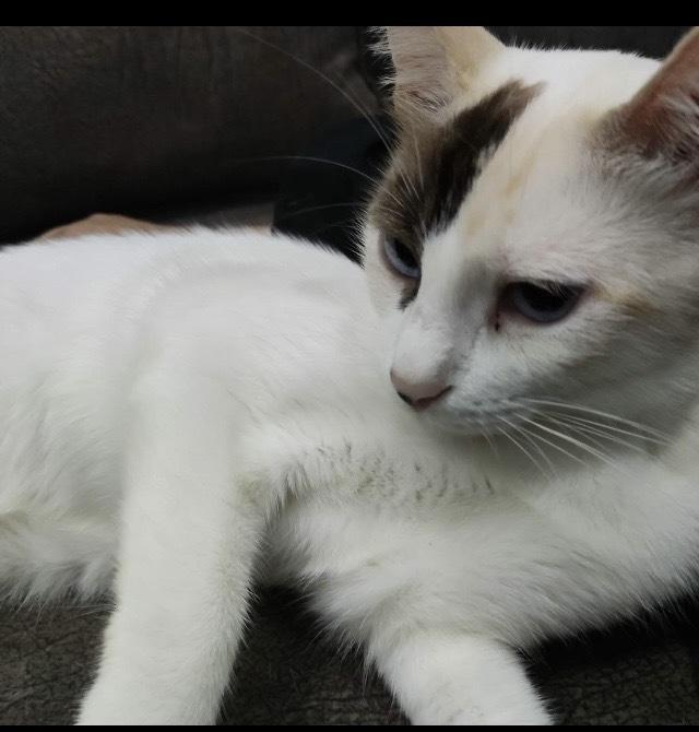 Loza Blind, Adoptable, Kitten Female Snowshoe & Egyptian Mau.