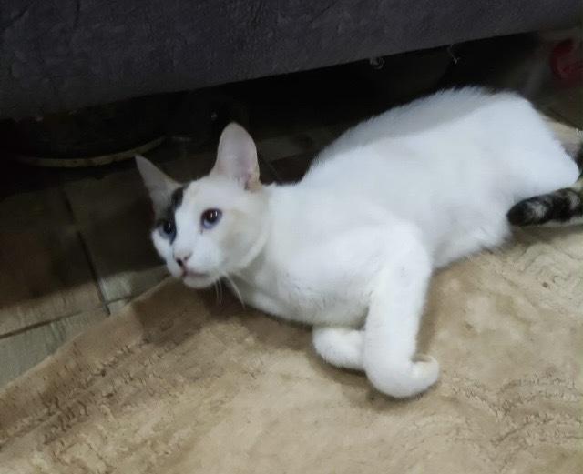 Enlarge Loza Blind, a Adoptable mixed breed in WOLCOTT, CT image 2/4