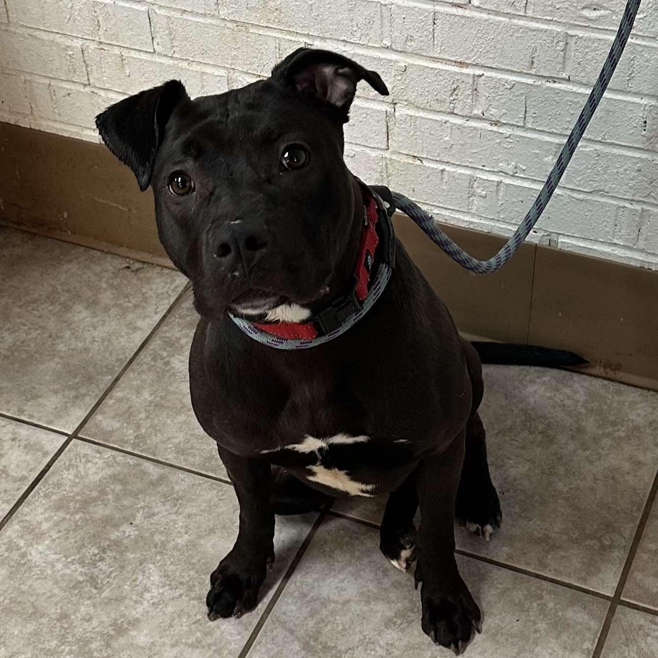 Enlarge Penne, a Adoptable mixed breed in Waterloo, IA image 2/6