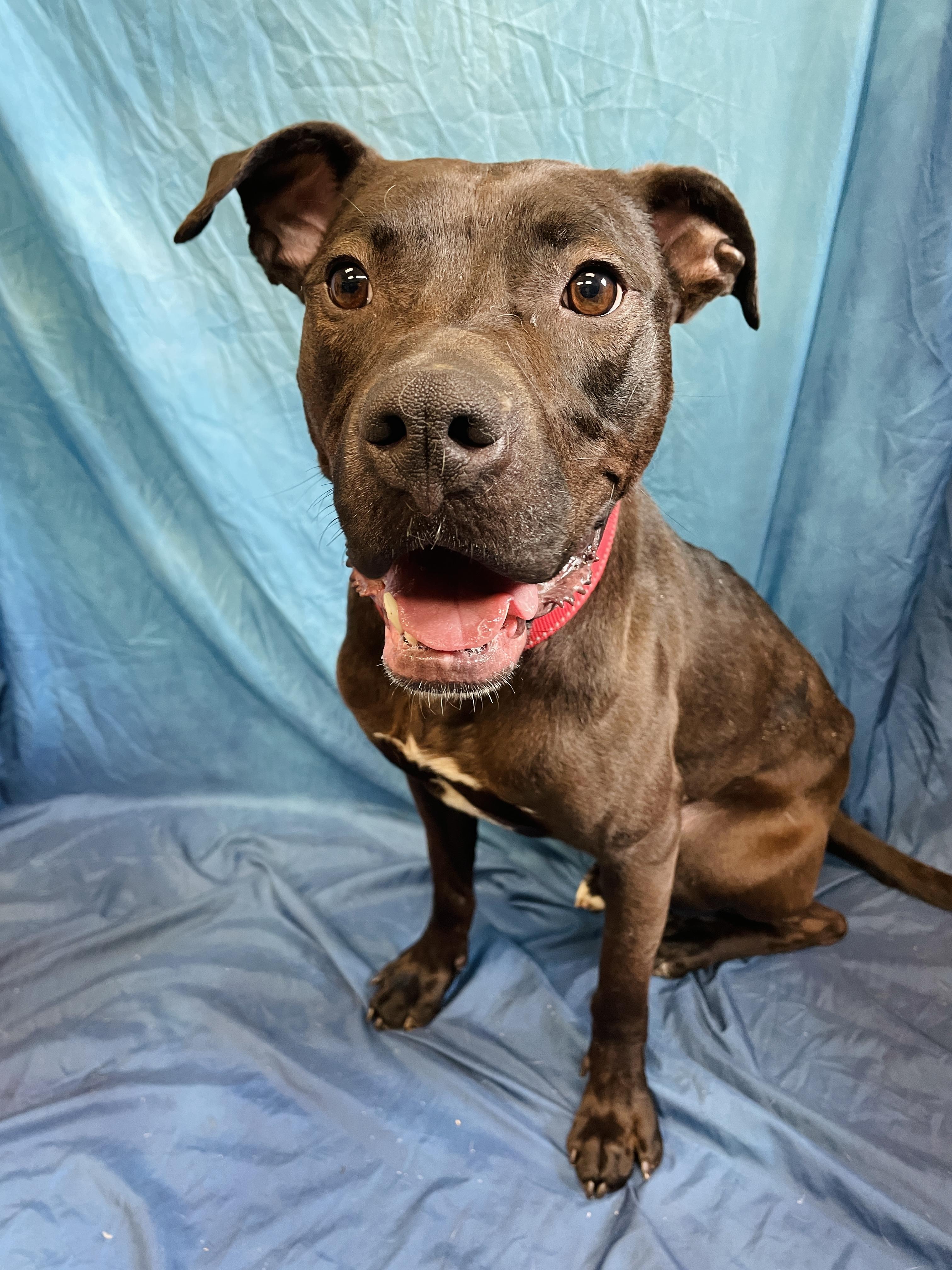 Enlarge Penne, a Adoptable mixed breed in Waterloo, IA image 5/6