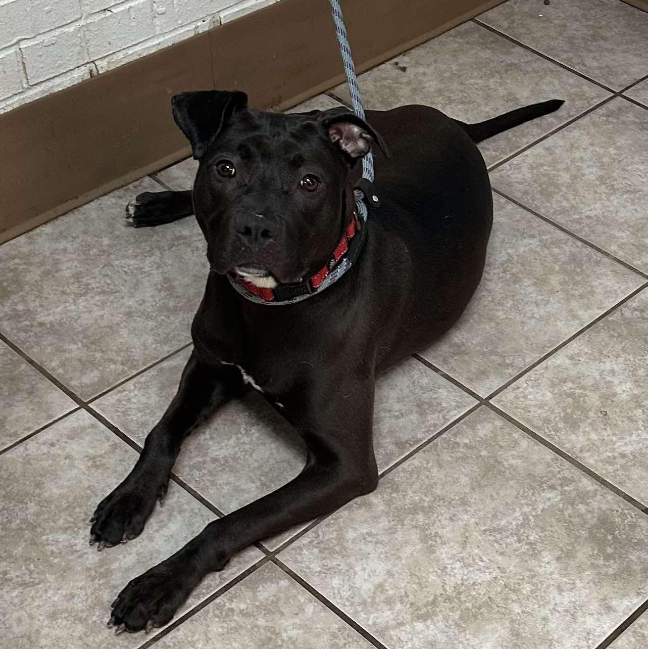 Enlarge Penne, a Adoptable mixed breed in Waterloo, IA image 3/6