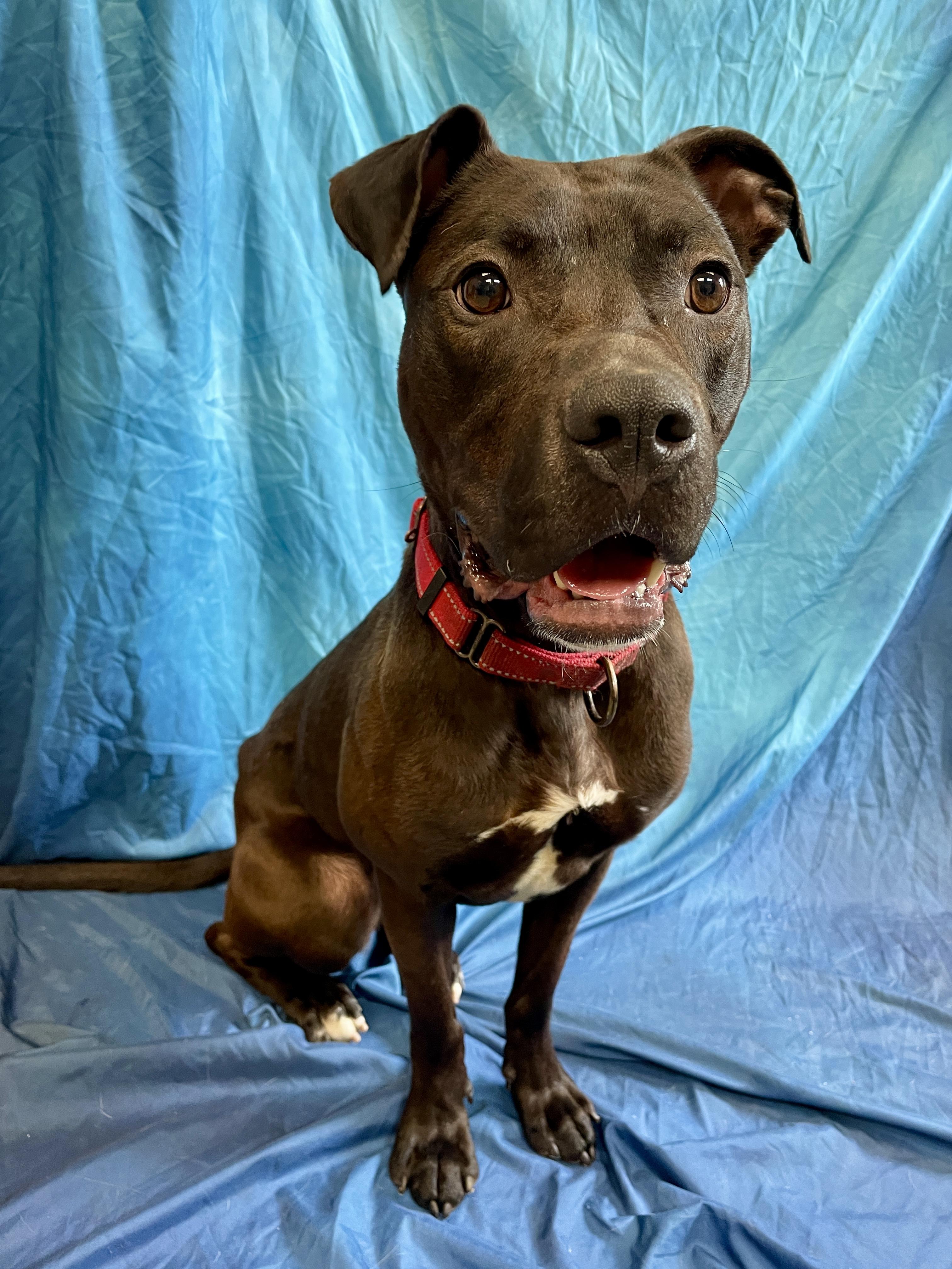 Penne, an adoptable Pit Bull Terrier in Waterloo, IA, 50703 | Photo Image 6