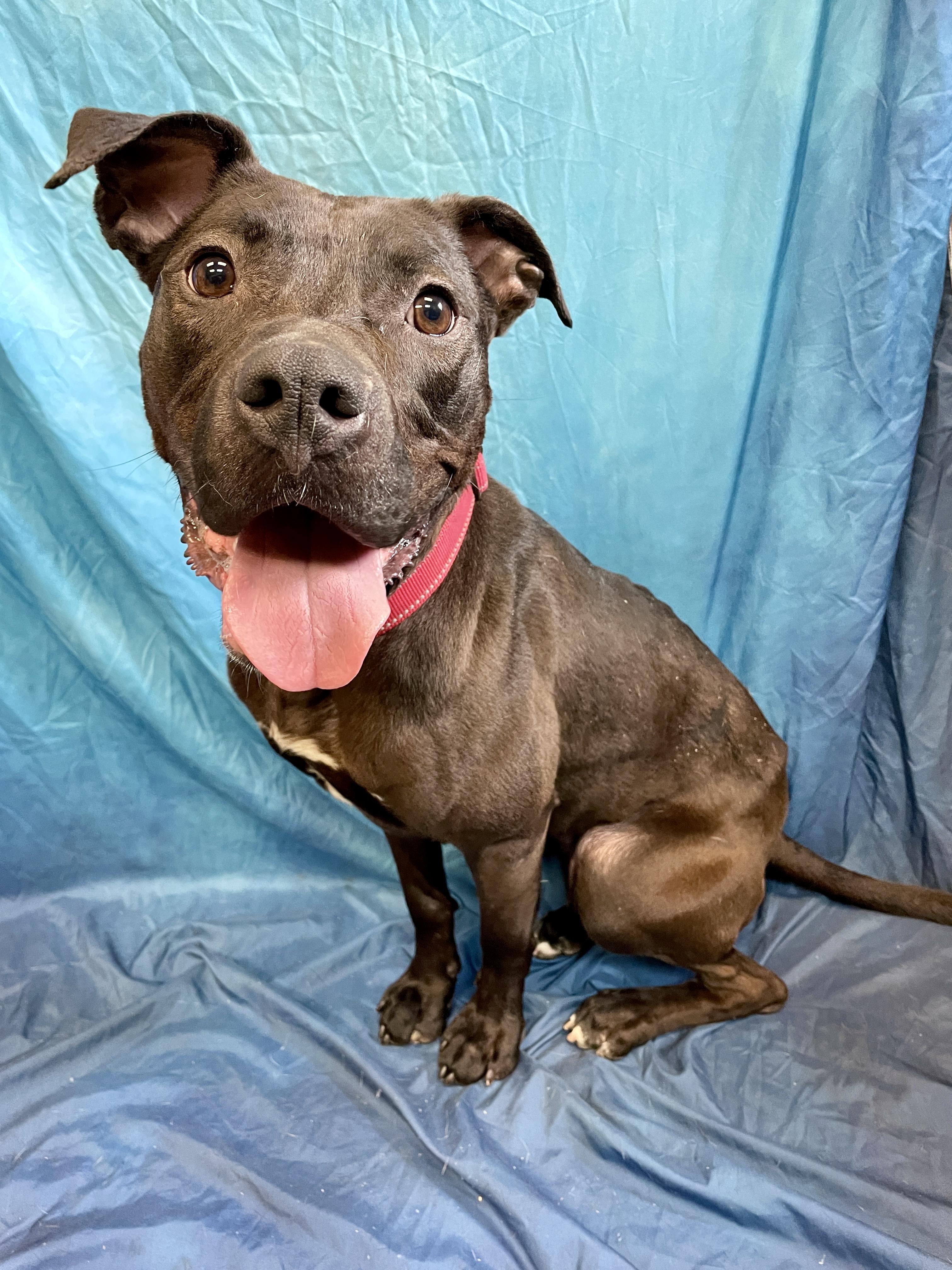 Penne, an adoptable Pit Bull Terrier in Waterloo, IA, 50703 | Photo Image 1