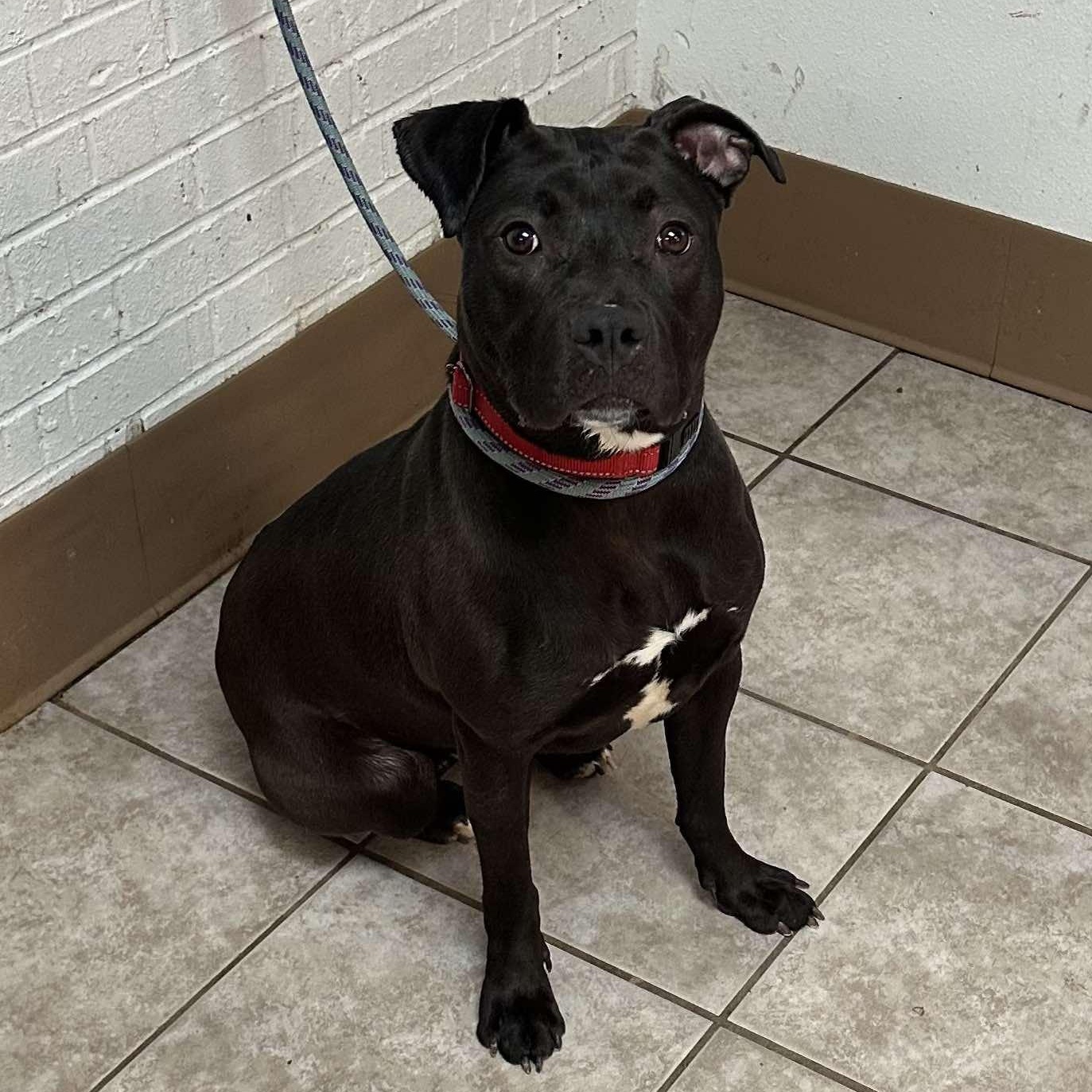 Enlarge Penne, a Adoptable mixed breed in Waterloo, IA image 4/6