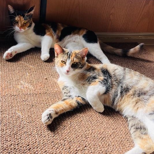 Enlarge Mama Cat, a Adoptable Calico in Corona, CA image 2/6