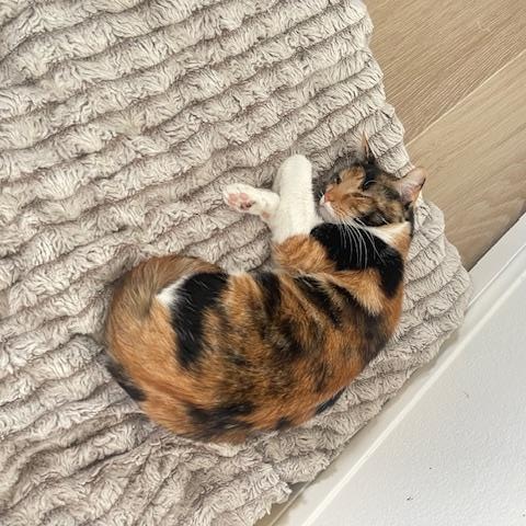 Mama Cat, Adoptable, Young Female Calico.