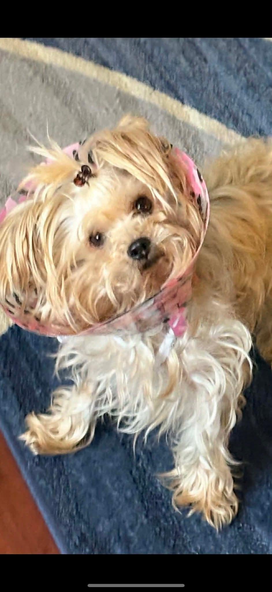 Ziggy, Adopted, Adult Male Yorkshire Terrier.