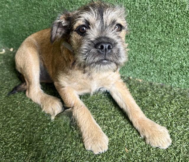 LULU, Adoptable, Young Female Brussels Griffon & Mixed Breed.