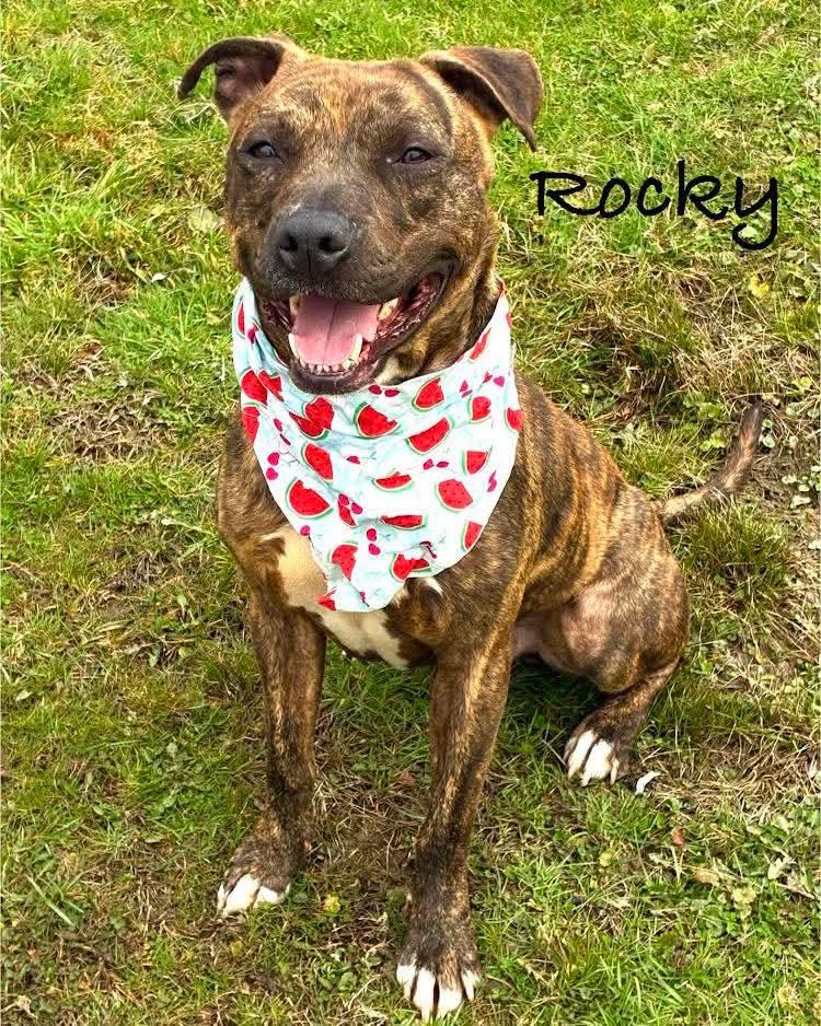 Rocky, adopted, Young Male Pit Bull Terrier.