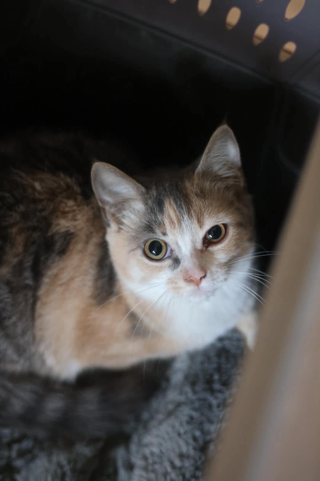 Lulu, Adoptable, Young Female Domestic Short Hair.