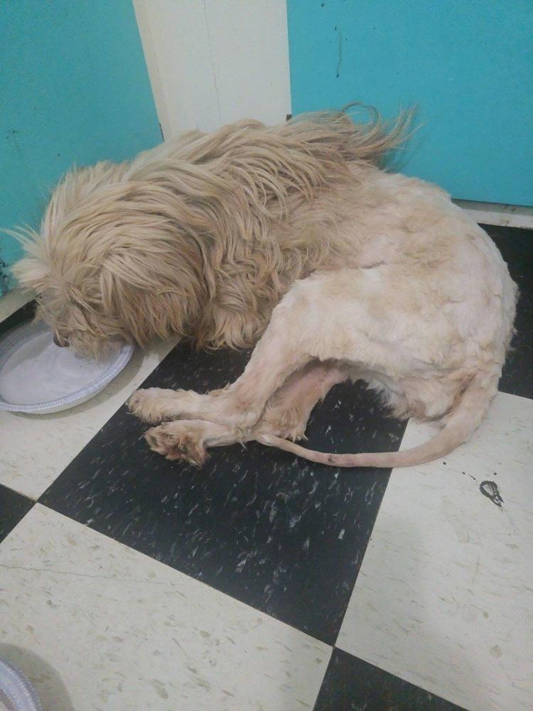 Precious Girls :  BeBe, Adopted, Adult Female Goldendoodle.