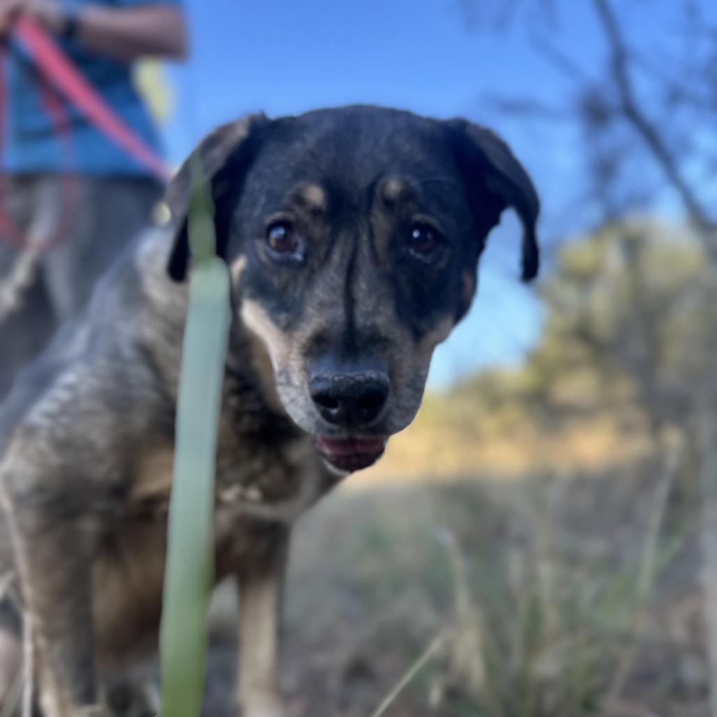 Dundee — thumbnail 4