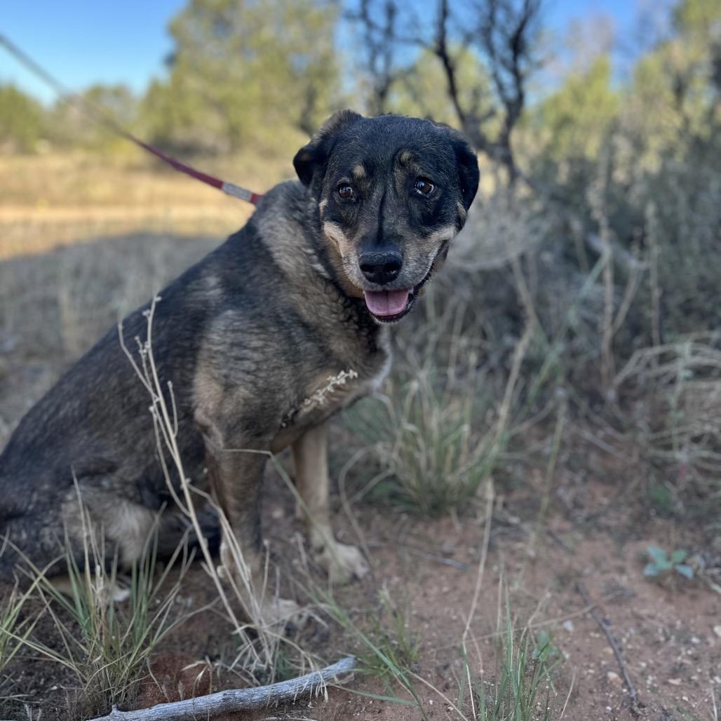 Dundee — thumbnail 6