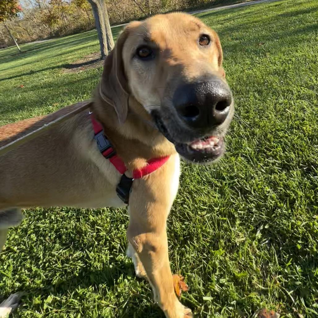 Enlarge Hank, a Adoptable mixed breed in Columbia Station, OH image 1/6