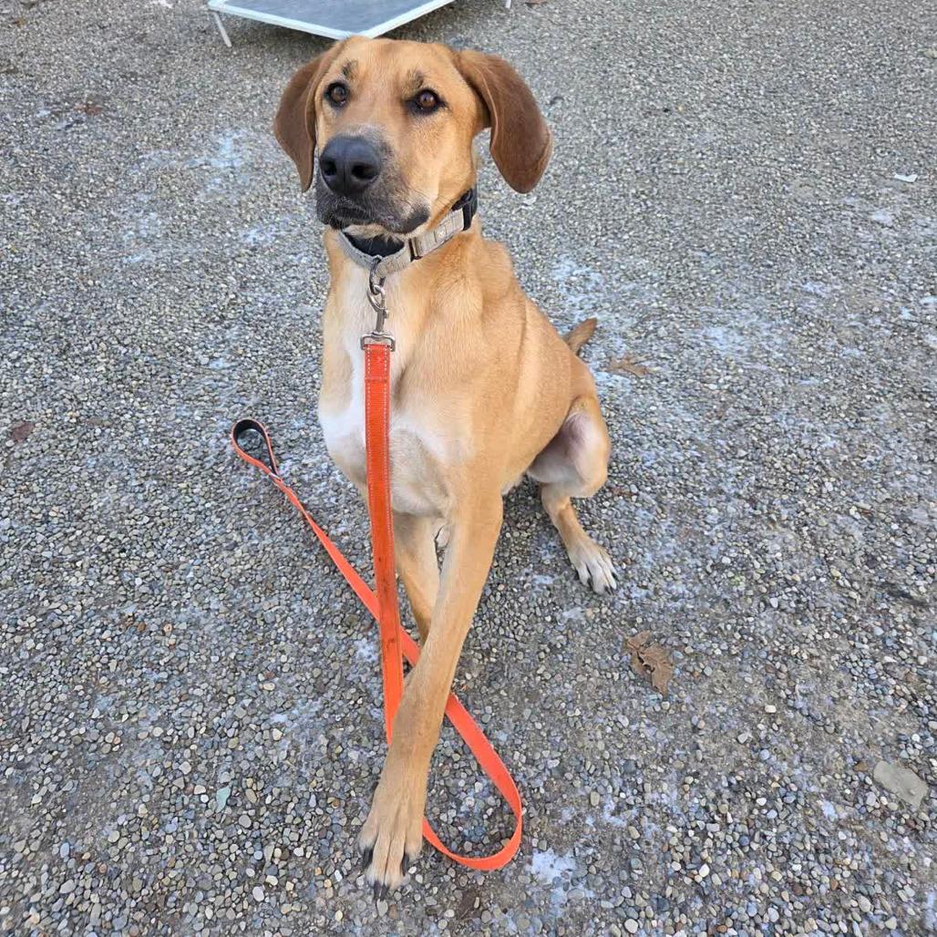 Enlarge Hank, a Adoptable mixed breed in Columbia Station, OH image 2/6