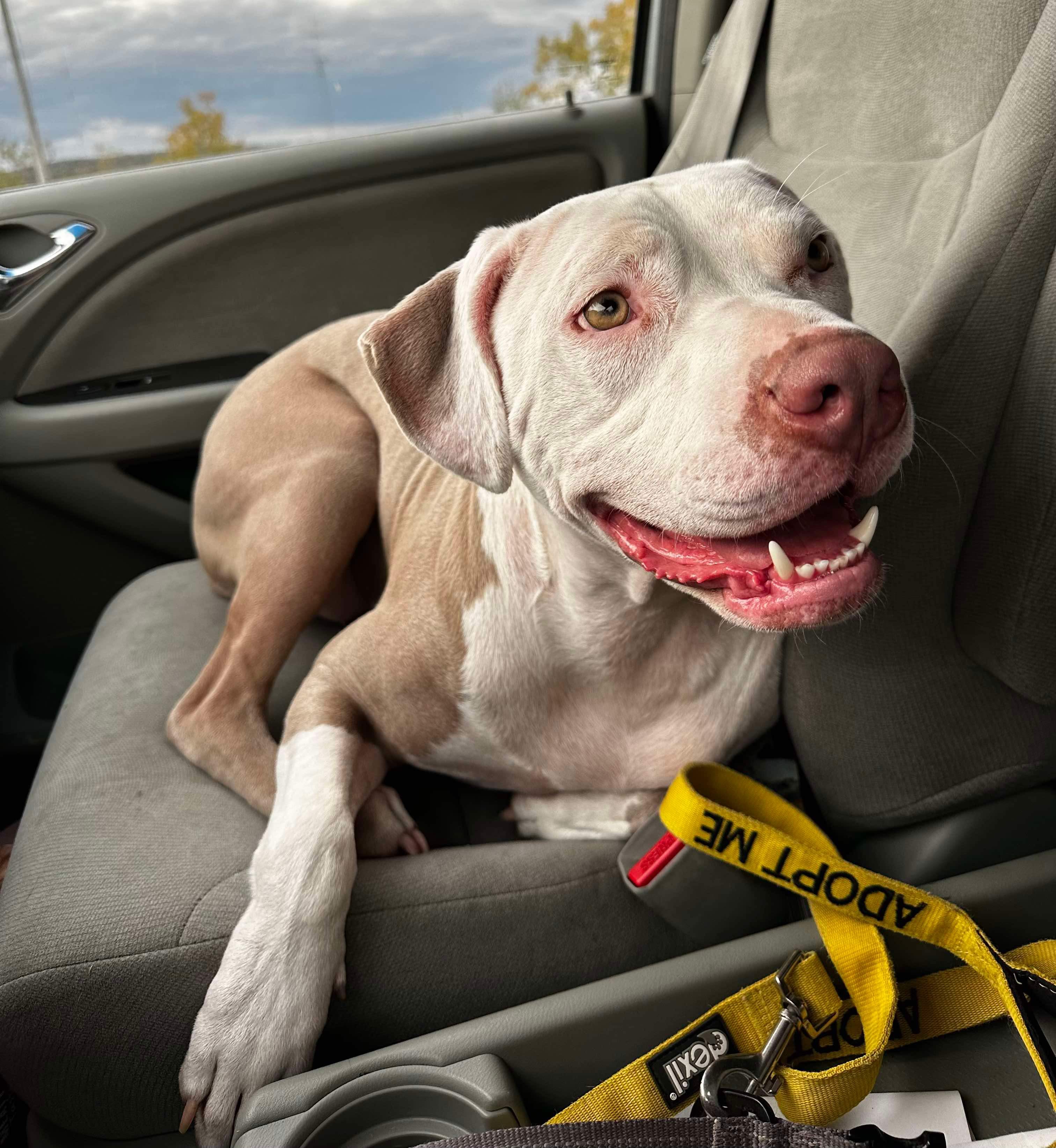 Diana, Adult Female Pit Bull Terrier