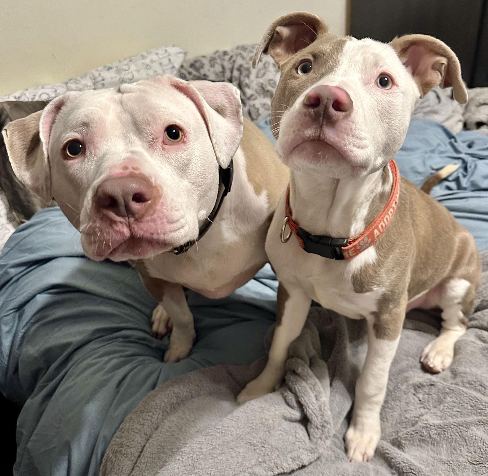 Diana, Adoptable, Adult Female Pit Bull Terrier.