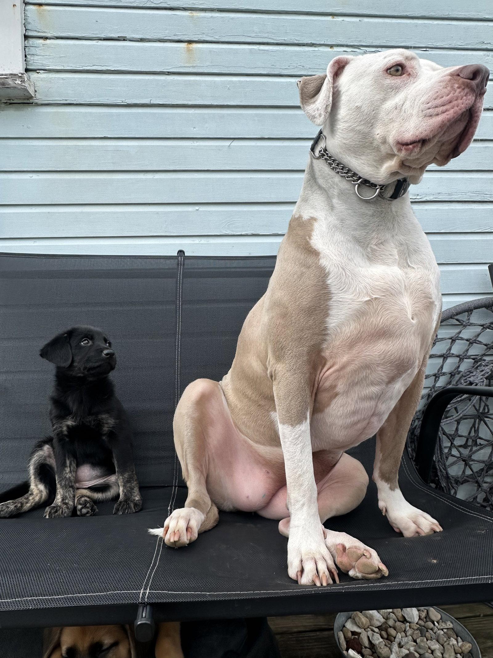 Diana, Adoptable, Adult Female Pit Bull Terrier.