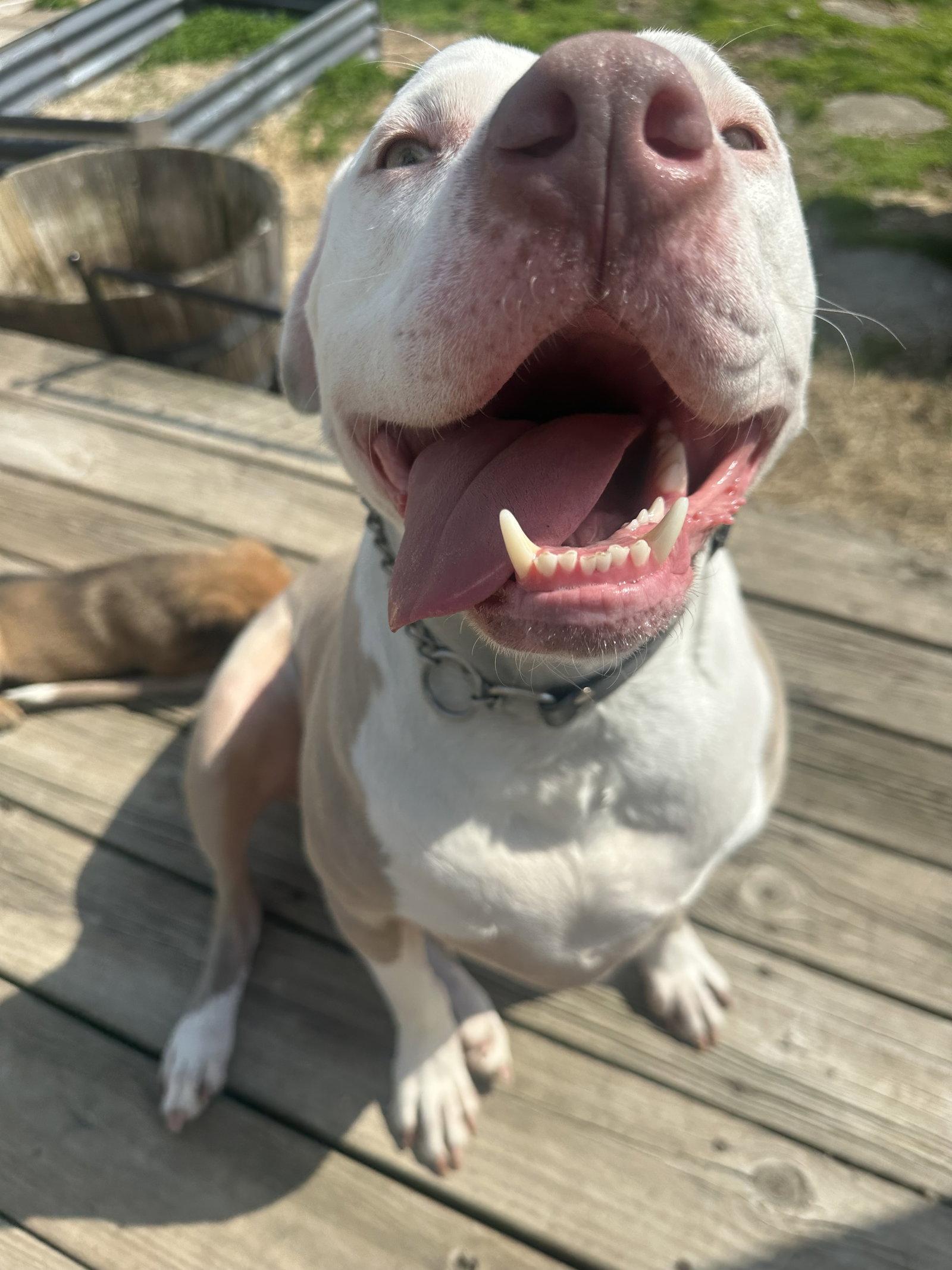 Enlarge Diana, a Adoptable Pit Bull Terrier in Germantown, OH image 2/3