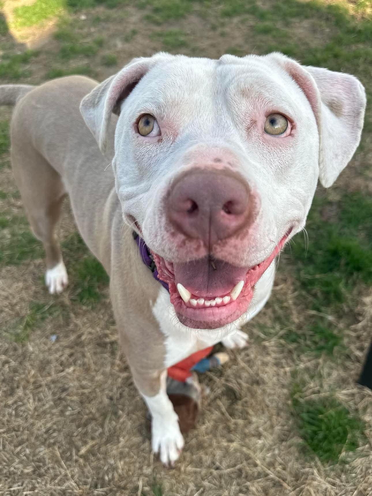 Diana, Adoptable, Adult Female Pit Bull Terrier.