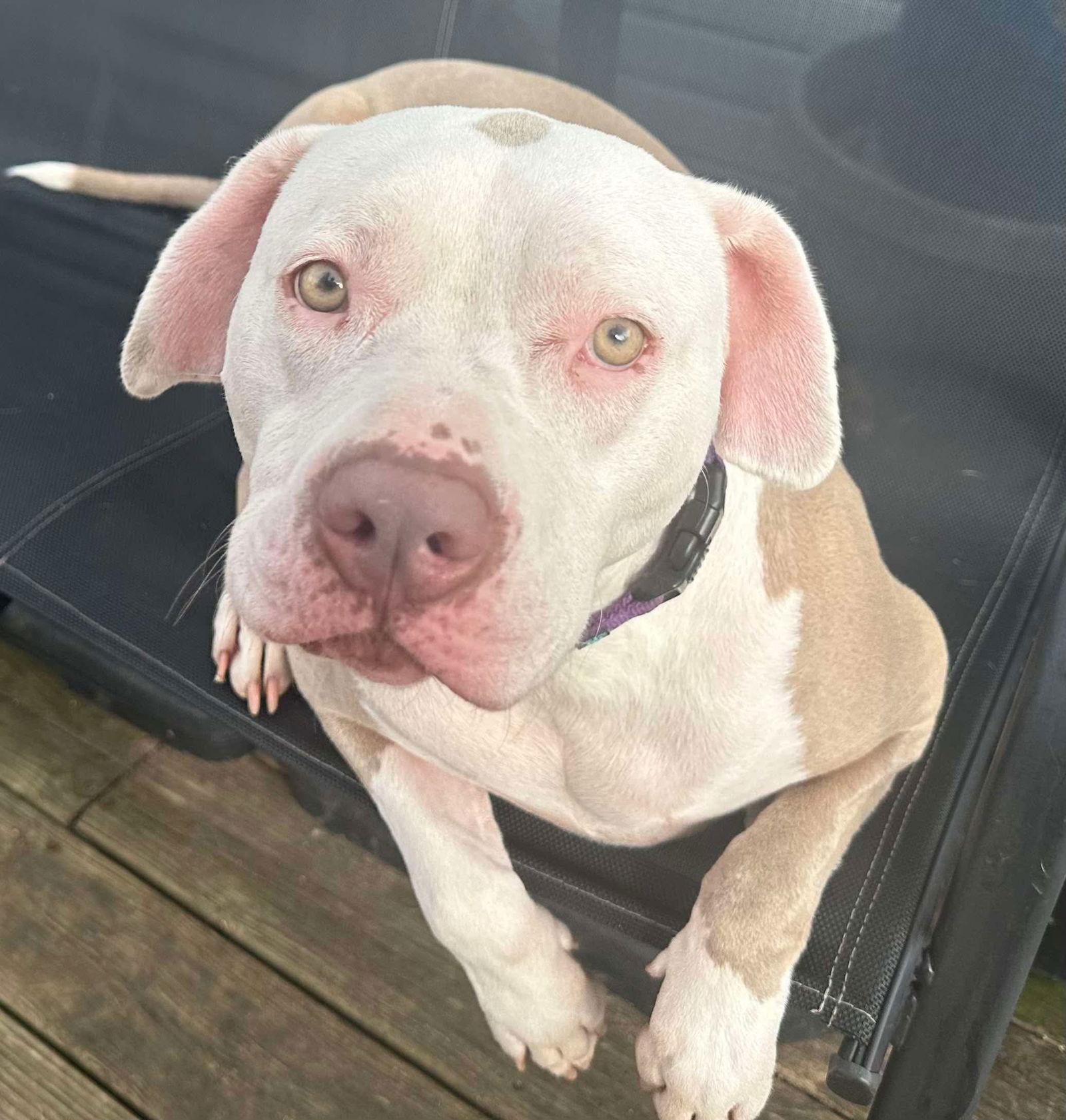 Diana, a Adoptable Pit Bull Terrier in Germantown, OH image 2/3