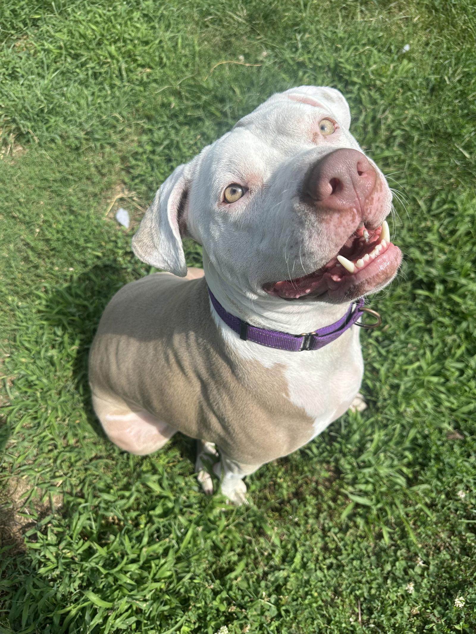 Diana, a Adoptable Pit Bull Terrier in Germantown, OH image 3/3