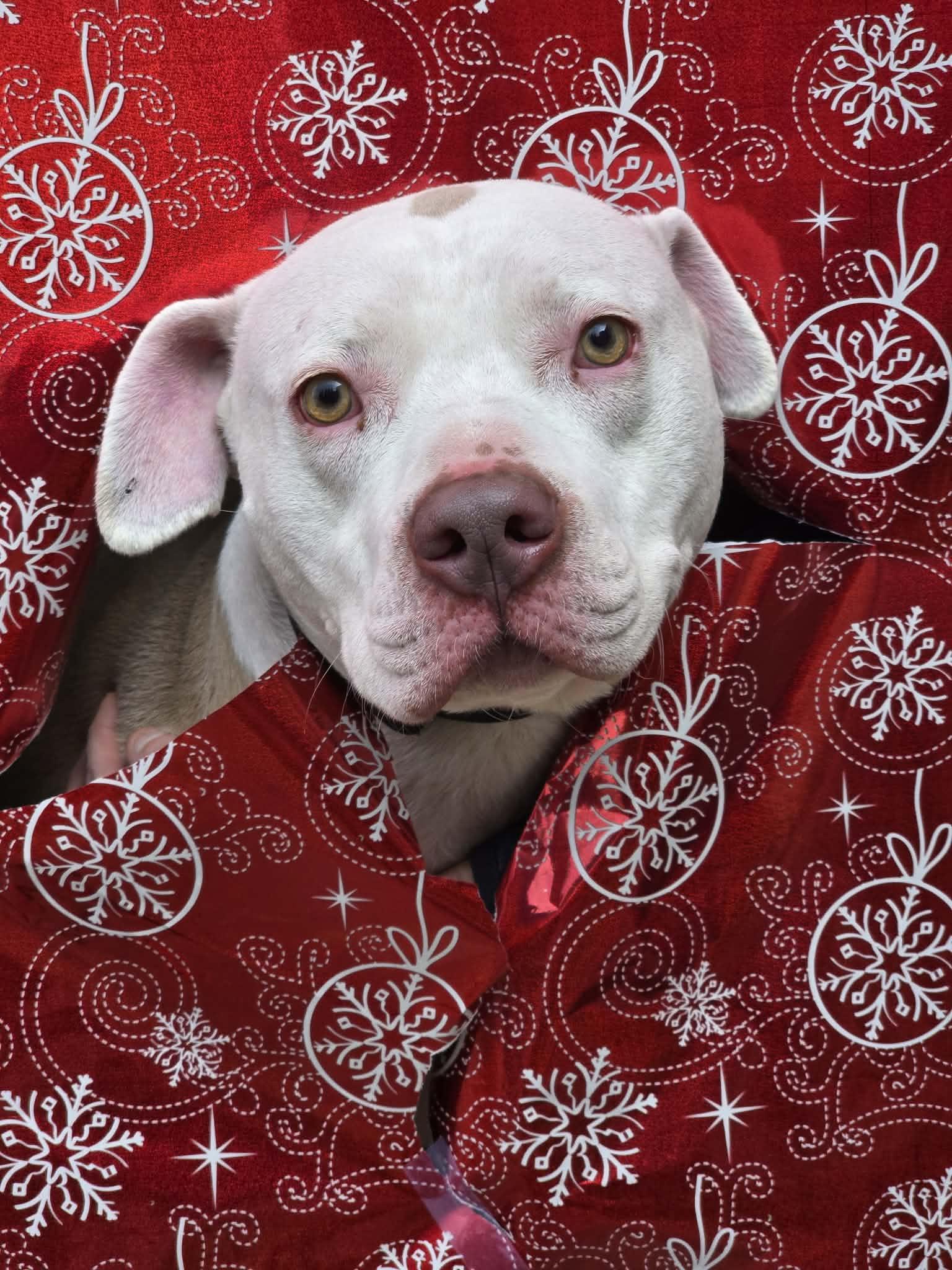 Diana — thumbnail 3