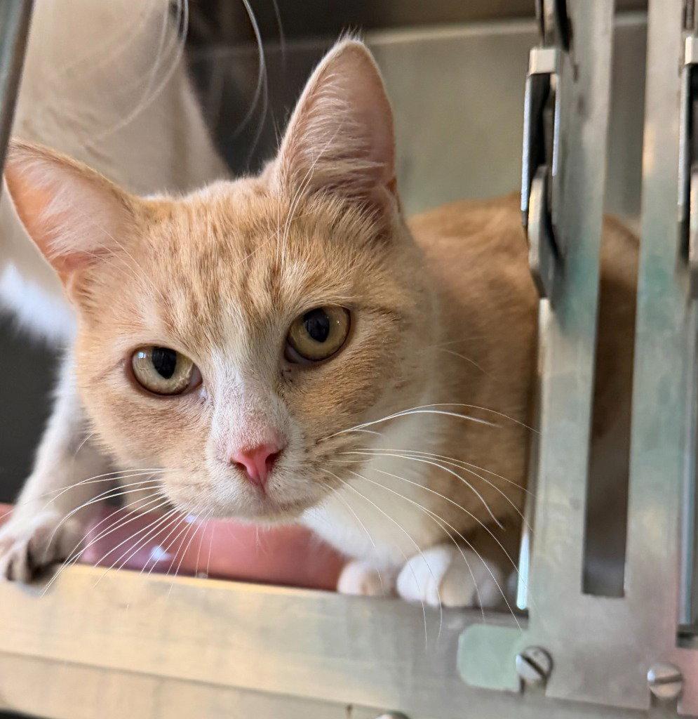 Enlarge Trevor, a Adoptable Domestic Short Hair in St. Helens, OR image 1/1