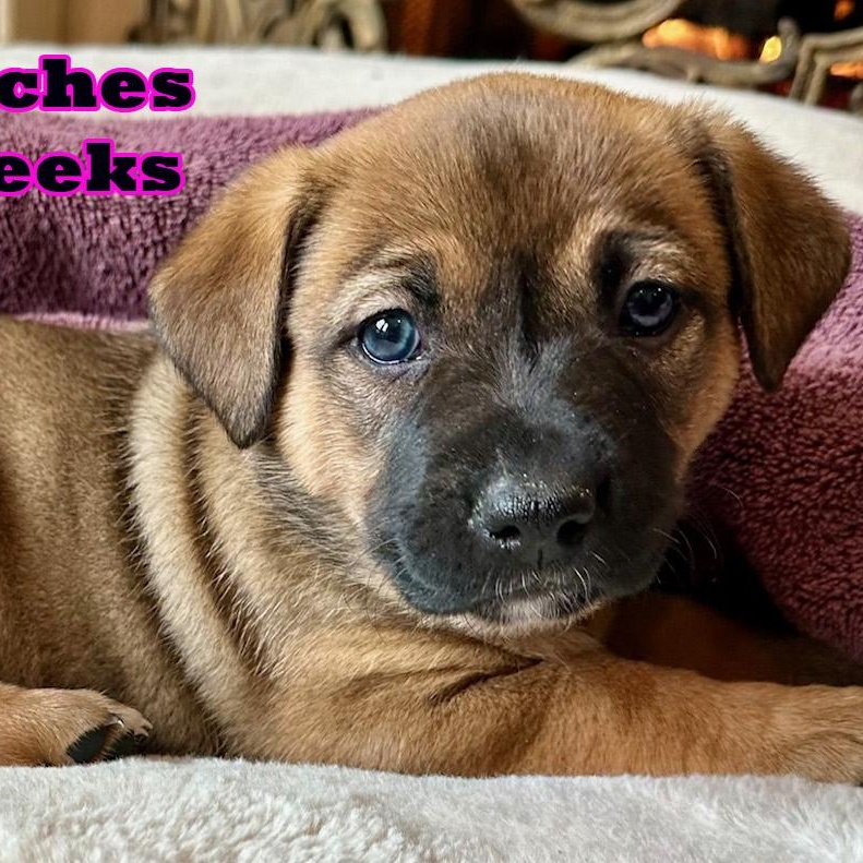 Peaches, an adoptable mixed breed in Carrollton, TX image 4/4