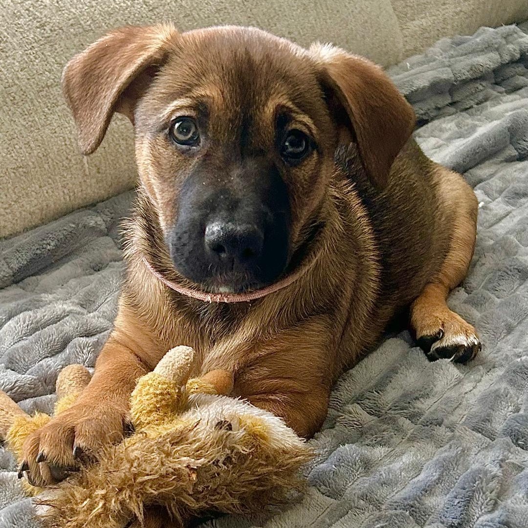 Peaches, an adoptable mixed breed in Carrollton, TX image 2/4