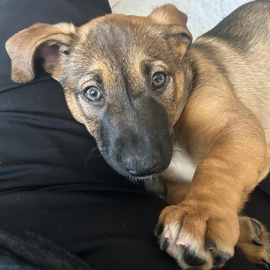 Peaches, an adoptable mixed breed in Carrollton, TX image 1/4